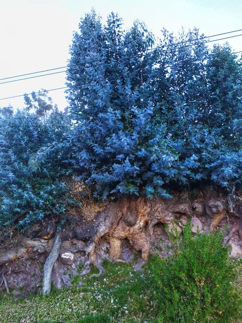 Un árbol de eucalipto.