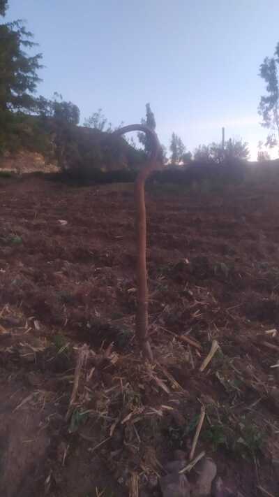 Herramienta agrícola hecha con lloque.