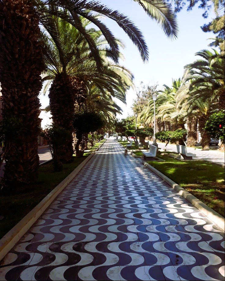 Foto de palmeras en el centro de la ciudad de Tacna.