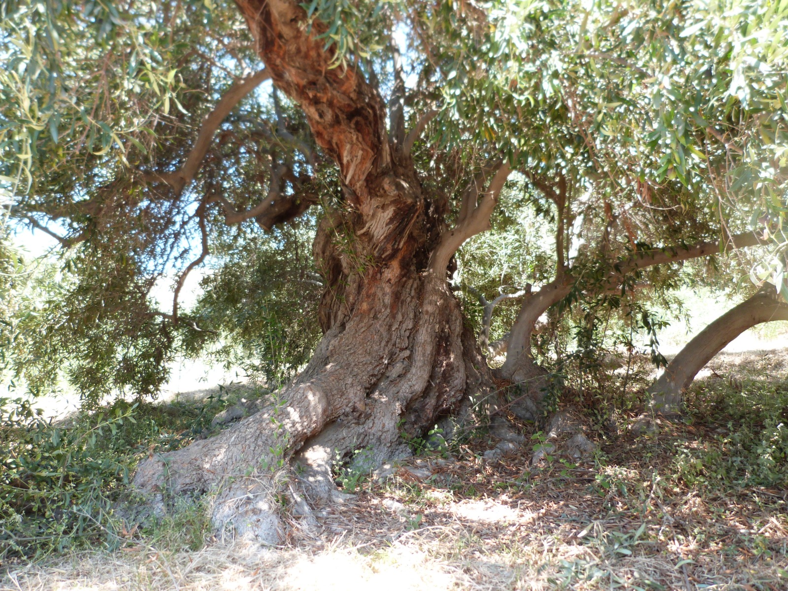 Foto del olivo más longevo de Tacna.